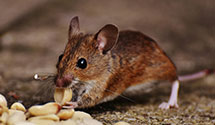 biohazard-cleanup-for-pest-infestations Experts in Pine Belt Reg